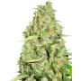 Семена каннабиса Auto THC-Victory®