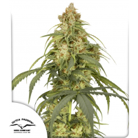 Auto CBD-Victory®