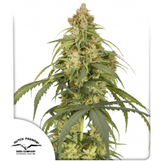 Auto CBD-Victory®