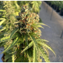 Семена каннабиса Auto CBD-Victory®