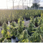 Семена каннабиса Auto CBD-Victory®