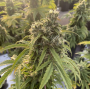 Семена каннабиса Auto CBD-Victory®
