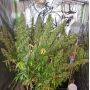 Семена каннабиса Auto CBD-Victory®