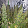 Семена каннабиса Auto CBD-Victory®
