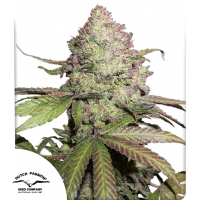 Auto CBD Charlotte’s Angel®
