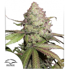 Auto CBD Charlotte’s Angel®