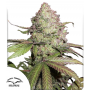 Семена каннабиса Auto CBD Charlotte’s Angel®