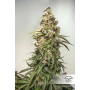 Семена каннабиса Auto CBD Charlotte’s Angel®