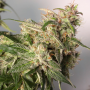 Семена каннабиса Auto CBD Charlotte’s Angel®