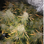 Семена каннабиса Auto CBD Charlotte’s Angel®