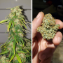 Семена каннабиса Auto CBD Charlotte’s Angel®