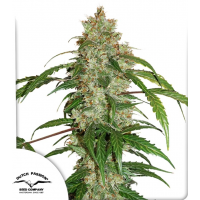 Auto CBD White Widow®
