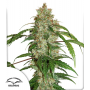 Семена каннабиса Auto CBD White Widow®