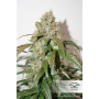 Семена каннабиса Auto CBD White Widow®