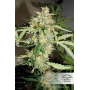 Семена каннабиса Auto CBD White Widow®