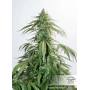 Семена каннабиса Auto CBD White Widow®