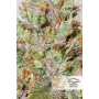 Семена каннабиса Auto CBD White Widow®