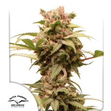 Auto CBG-Force®