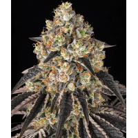 Black Cherry Gushers