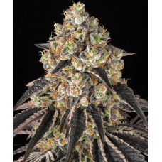 Black Cherry Gushers