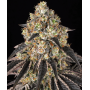 Семена каннабиса Black Cherry Gushers