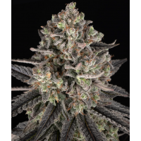 Blue Dream