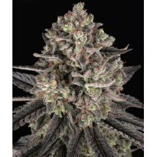 Blue Dream