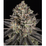 Семена каннабиса Blue Dream