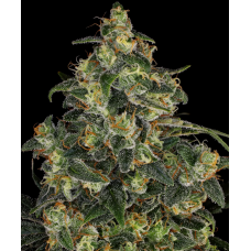 Blue Gelato 41