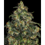 Семена каннабиса Blue Gelato 41