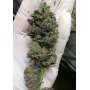 Семена каннабиса Blue Gelato 41