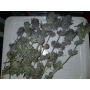 Семена каннабиса Blue Gelato 41