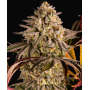 Семена каннабиса Blue Sunset Sherbert
