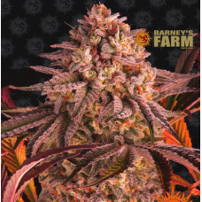 Blue Sunset Sherbert