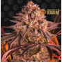 Семена каннабиса Blue Sunset Sherbert