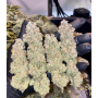Семена каннабиса Blue Sunset Sherbert