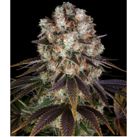 Bruce Banner