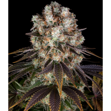 Bruce Banner