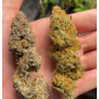 Семена каннабиса Bubblegum Gelato