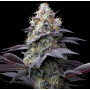 Семена каннабиса Bubblegum Gelato