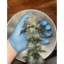 Семена каннабиса Bubblegum Gelato