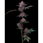 Семена каннабиса Cherry Poppers