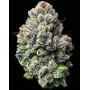 Семена каннабиса Lemon Cherry Gelato