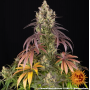Семена каннабиса Lemon Cherry Gelato