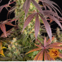 Семена каннабиса Lemon Cherry Gelato