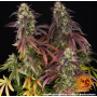 Семена каннабиса Lemon Cherry Gelato