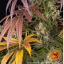Семена каннабиса Lemon Cherry Gelato