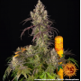 Семена каннабиса Lemon Cherry Gelato