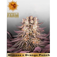 Mimosa x Orange Punch