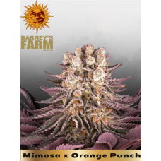 Mimosa x Orange Punch